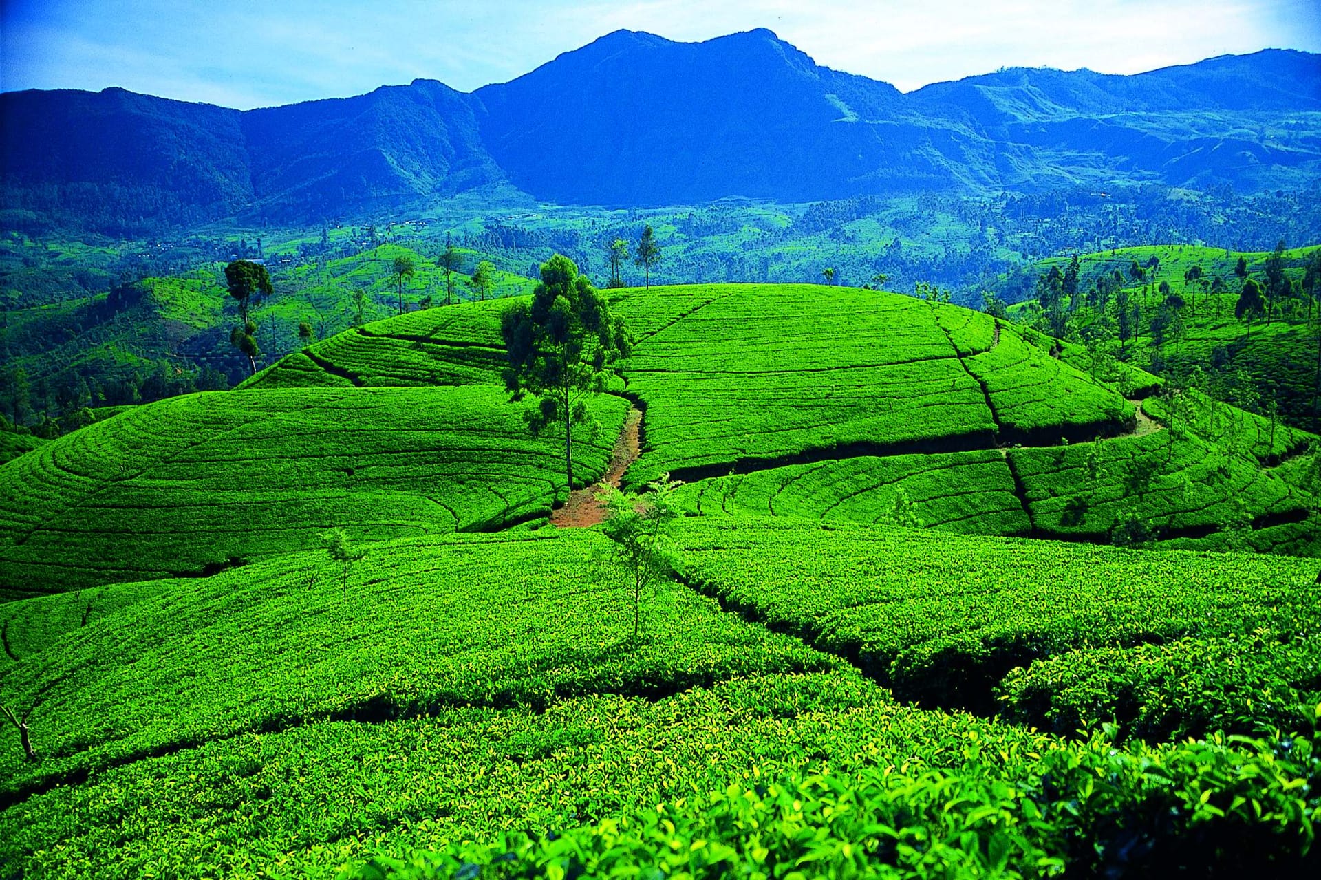 Tea Country Highlands Adventure